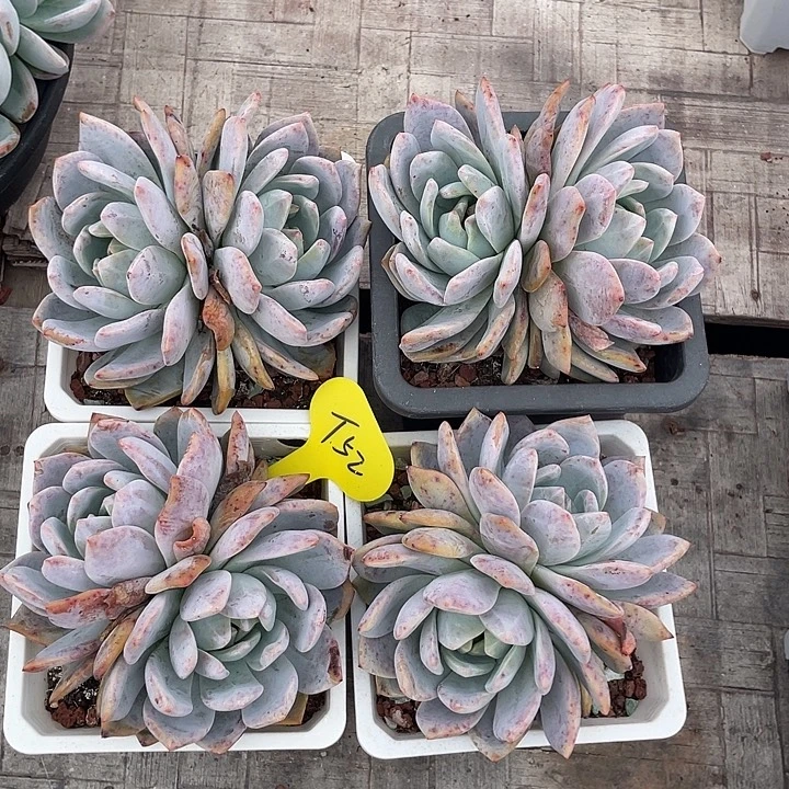 石榴子星影多肉植物52