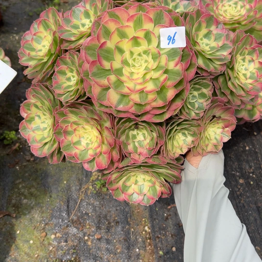 96玉姿多肉植物系