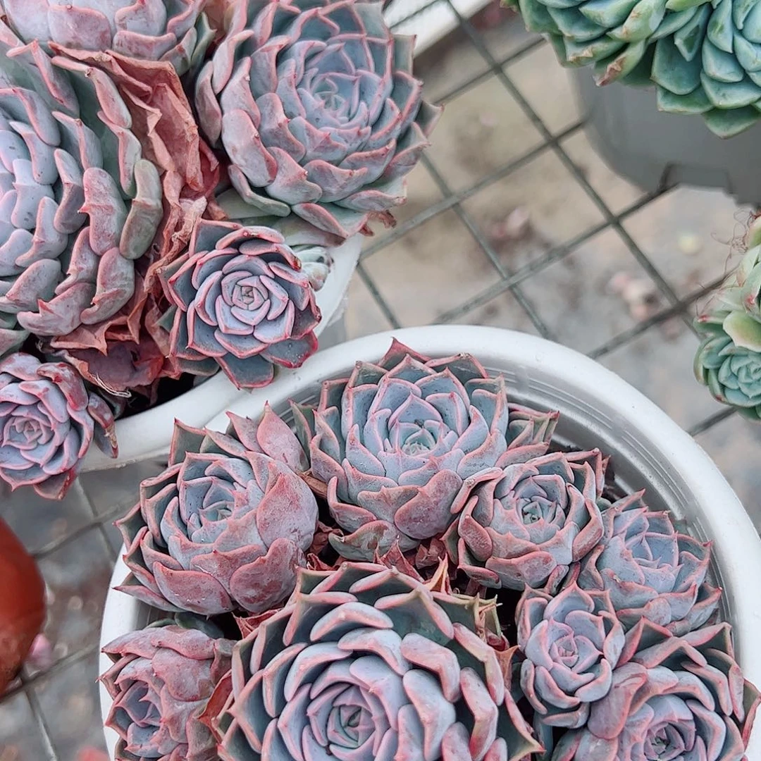 欧版海琳娜多头群生老桩