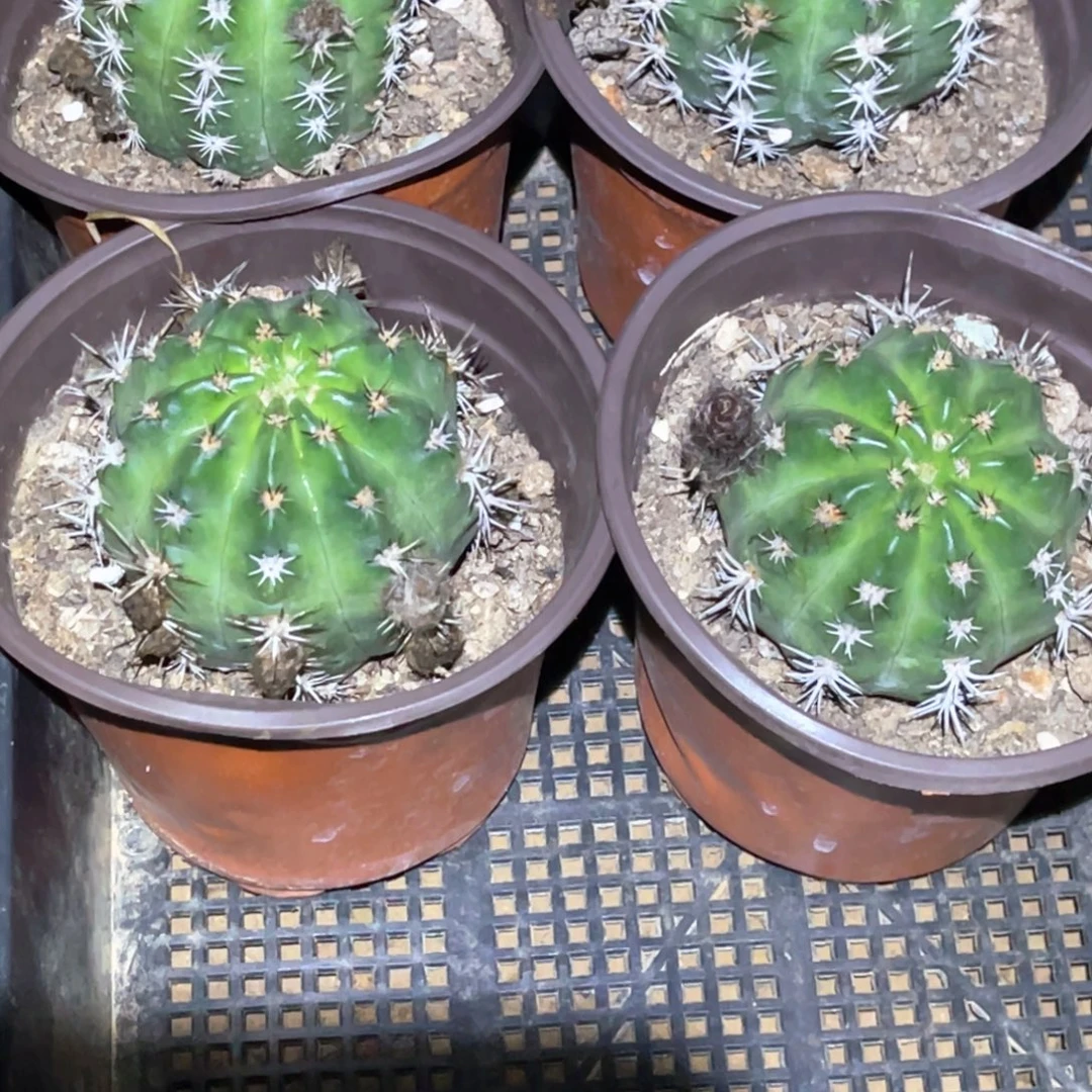 柔***水极光 4颗 脱土脱盆摘花满20包邮