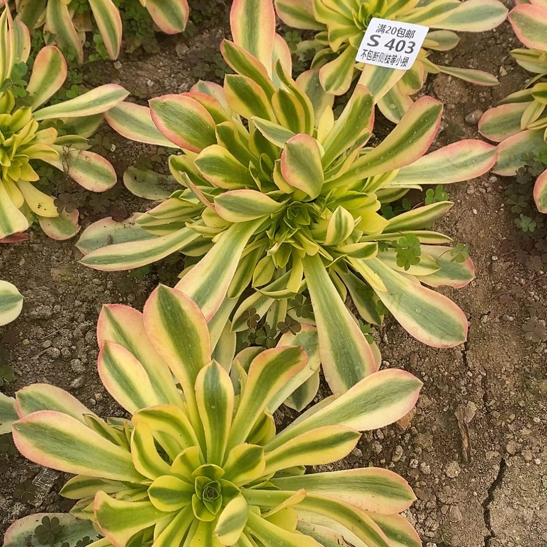 V****?403维娜多肉法师锦