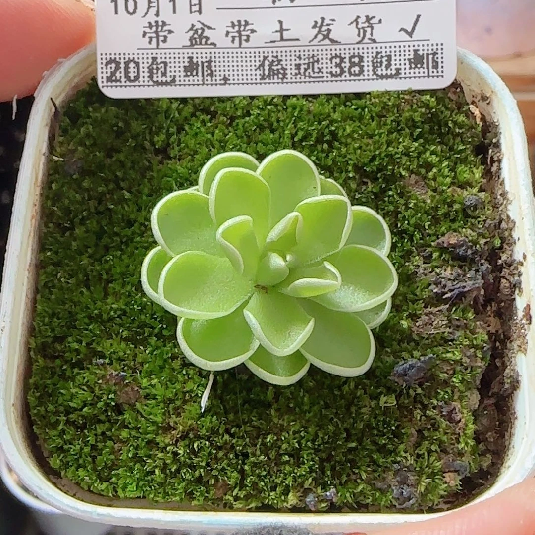 多肉1001--71捕虫堇