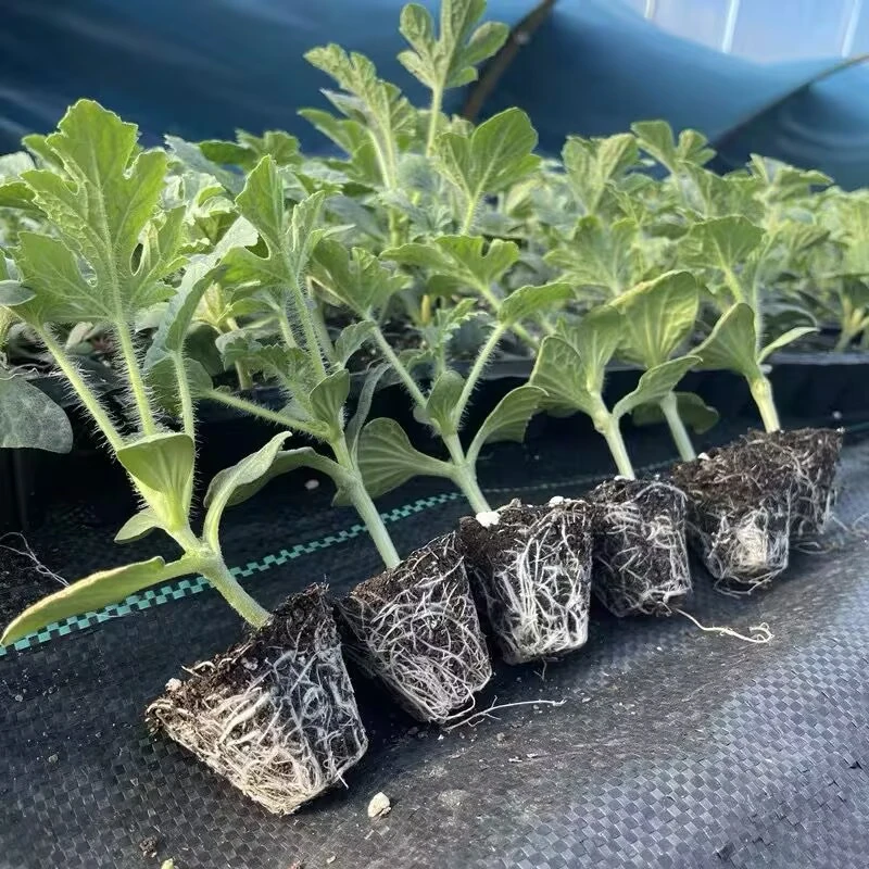 嫁接西瓜苗8424冰糖麒麟美都瓜苗秧四季南方种植阳台盆栽蔬菜秧苗