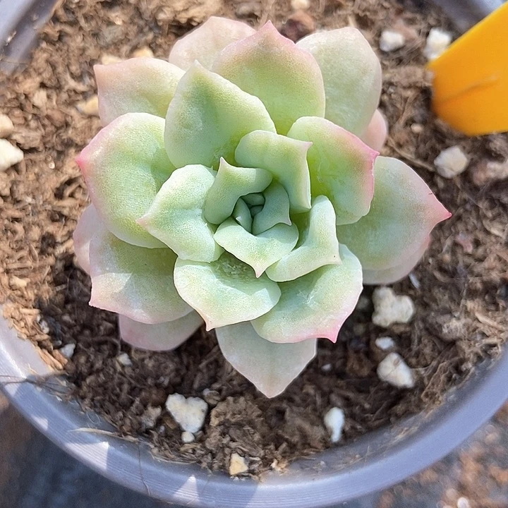 多肉植物泡泡纱2113