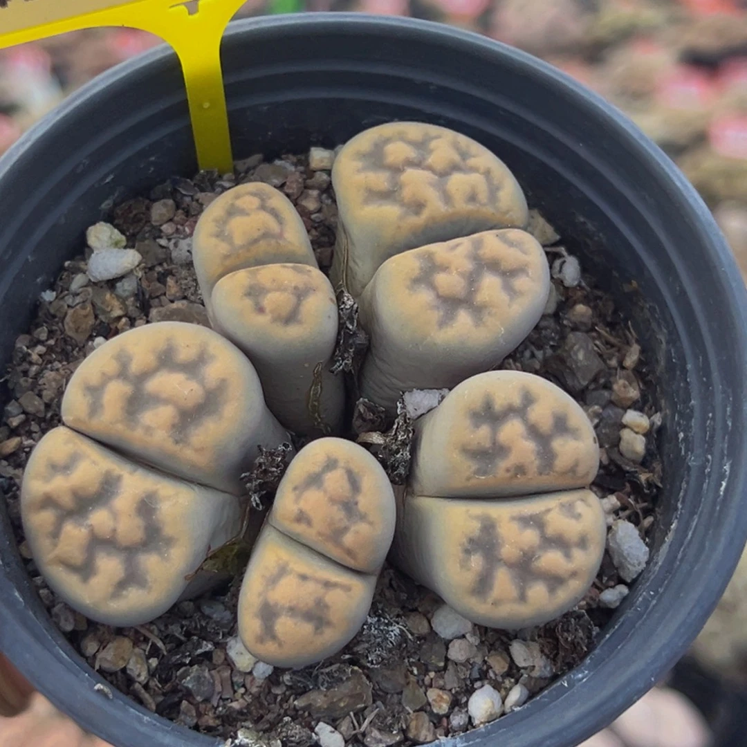 208 生石花大群生大群生