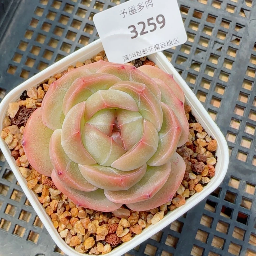 新珍妮，3259多肉植物