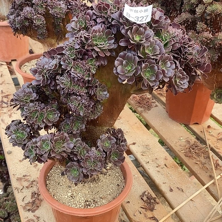 327 欧紫缀高35 公分带断枝