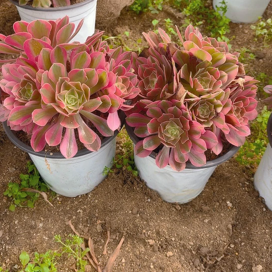 香妃多肉植物不周正两颗