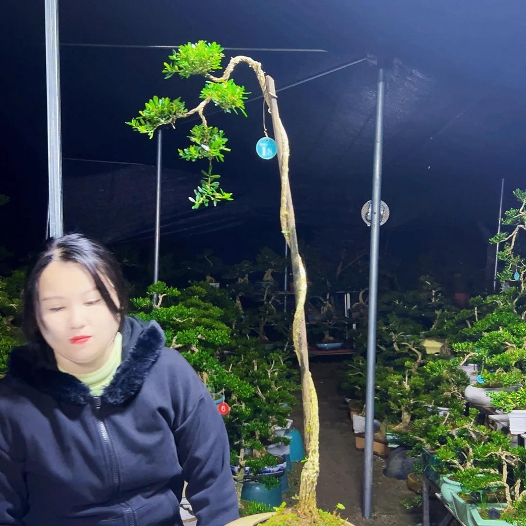 无花朵黄杨木