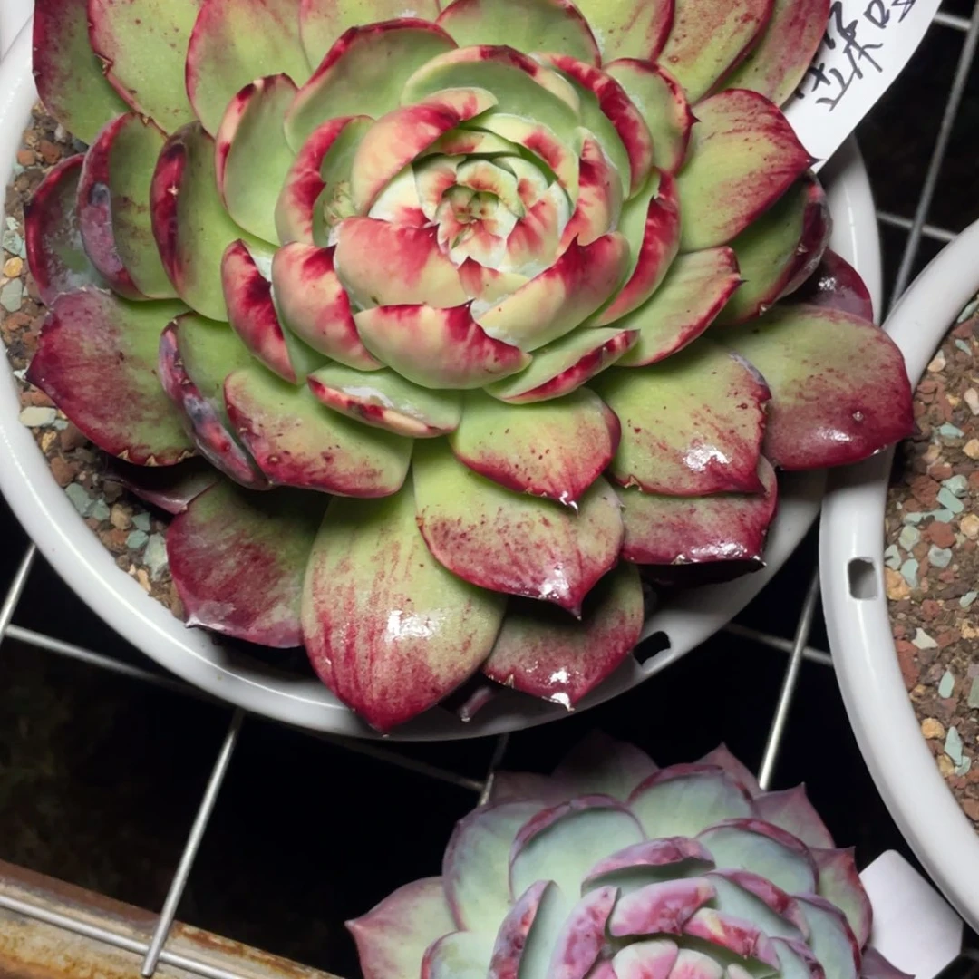 金***哩惊鸿仙子带土球发