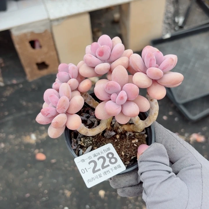 小***闹桃蛋无盆土发货多肉多