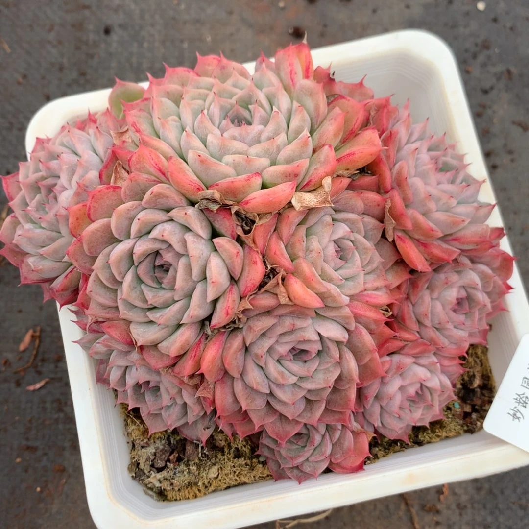 3193杂交多肉植物