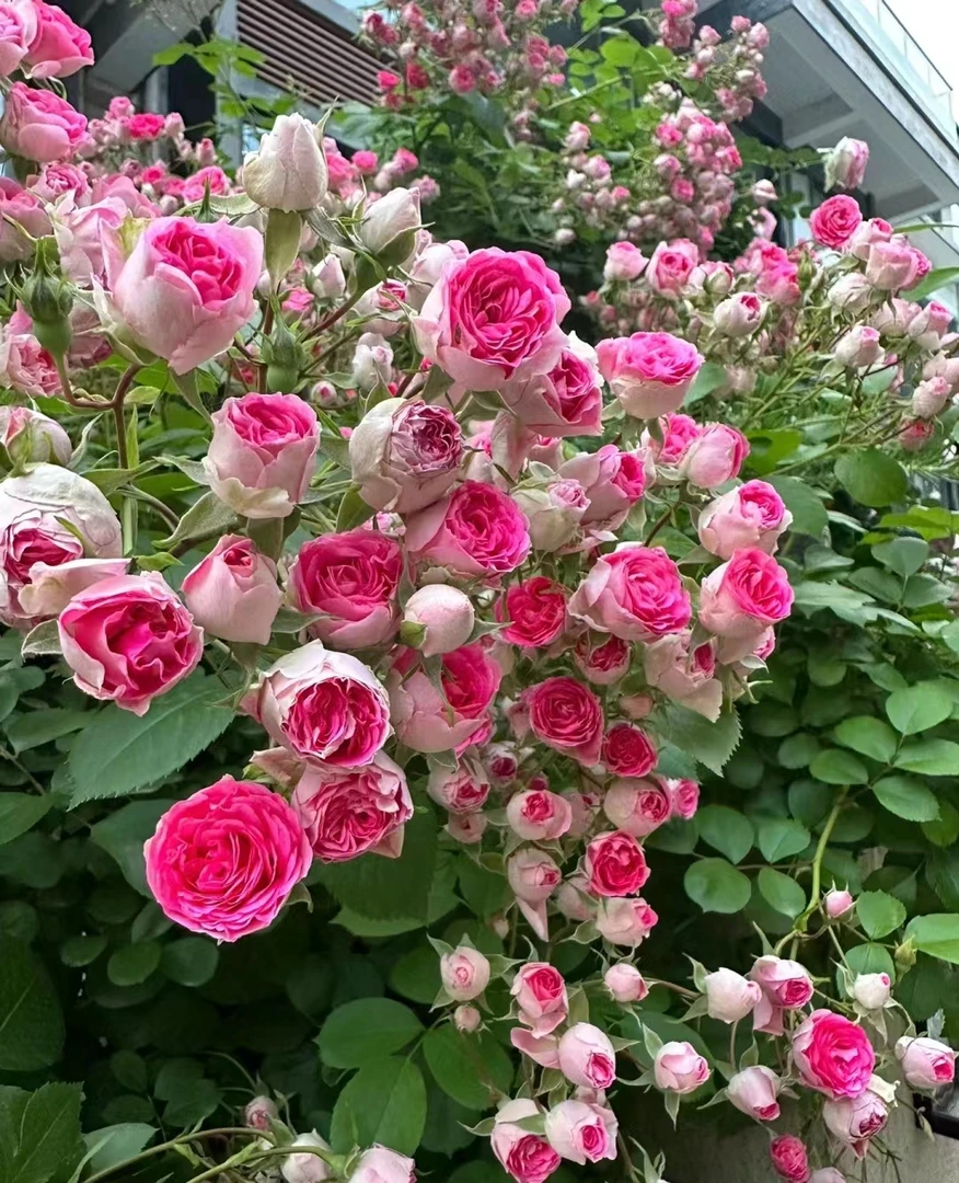 胭脂扣中苗四季藤本月季