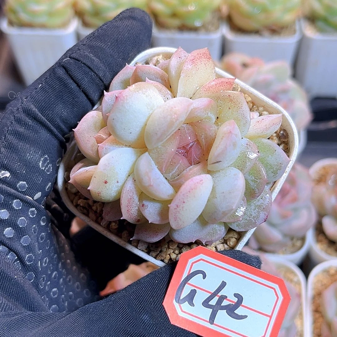 G42 一物一拍 冰岛群
