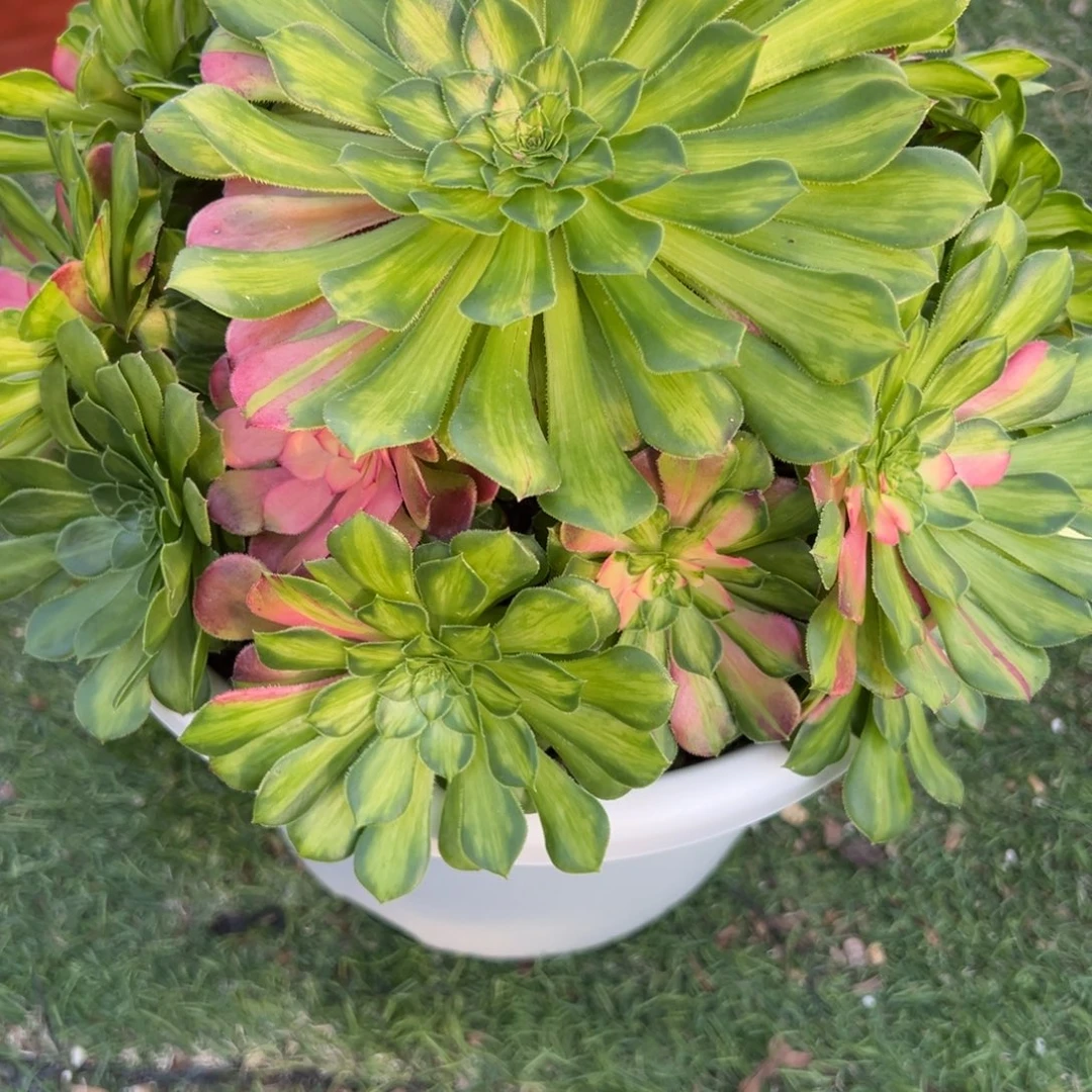 268，知火多肉植物