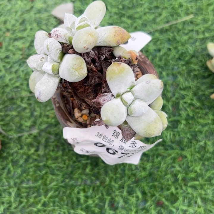 拇指～一物一拍可爱0972