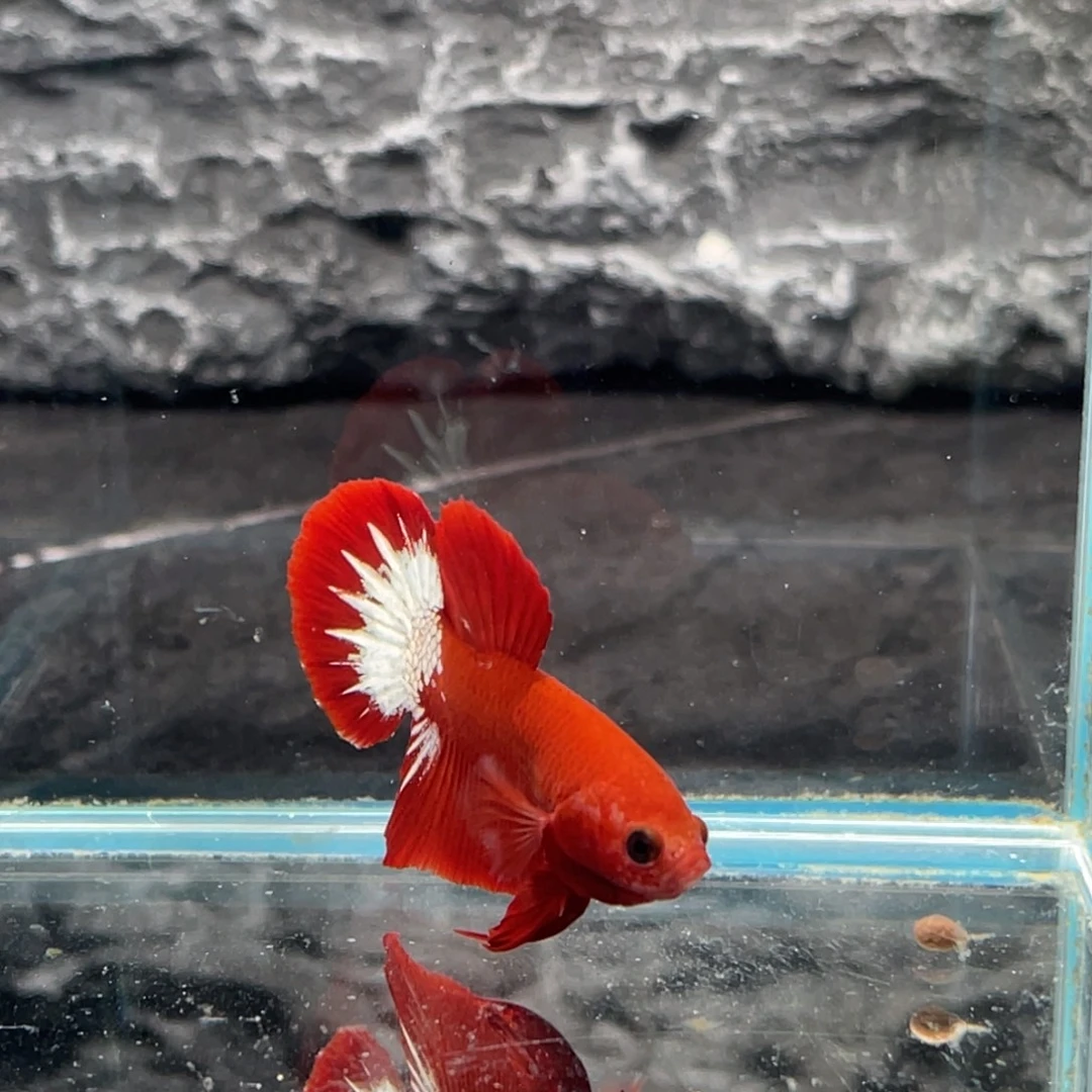 斗鱼红肉星尾将军公