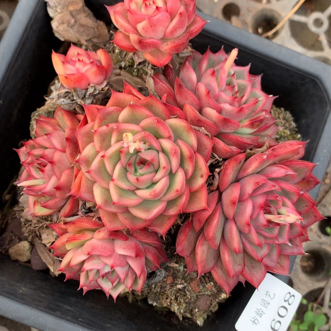 3608杂交精品基地13厘米