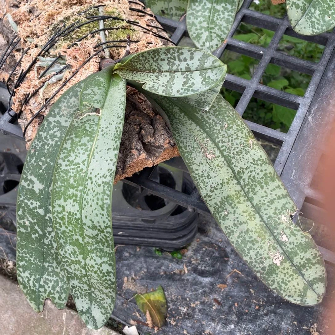 当前无花栽培后可以开花
