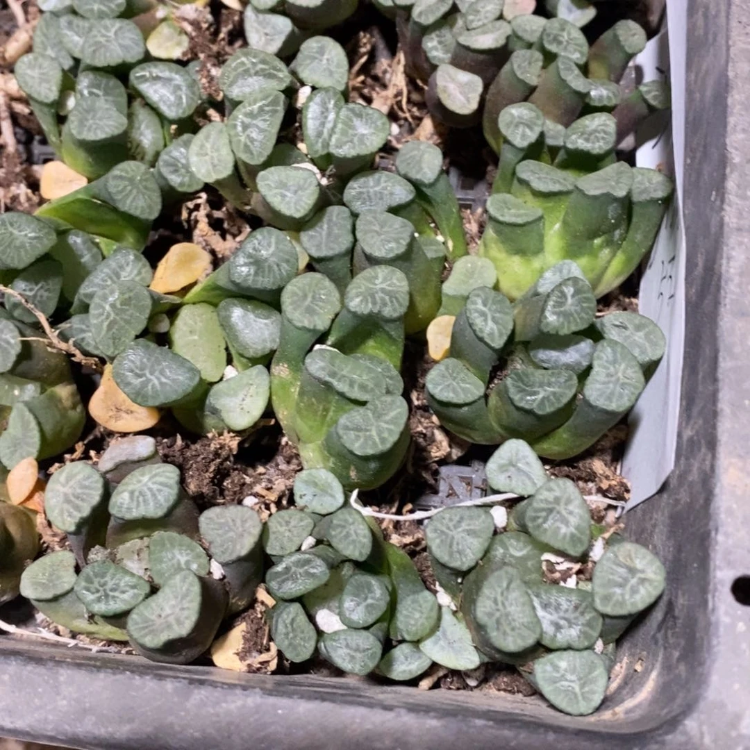 308 一颗实生字母万象 超级福利