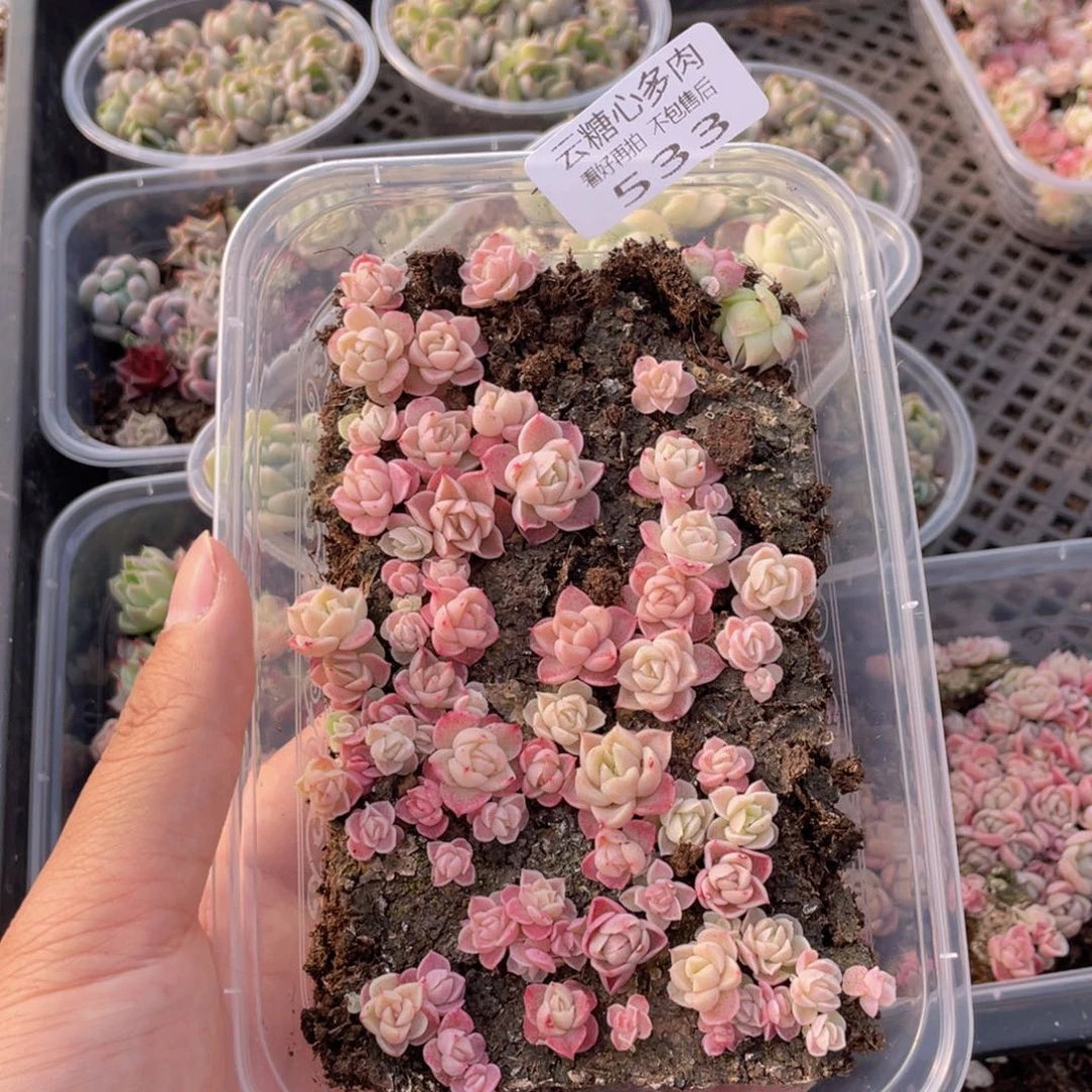 云糖心多肉植物533