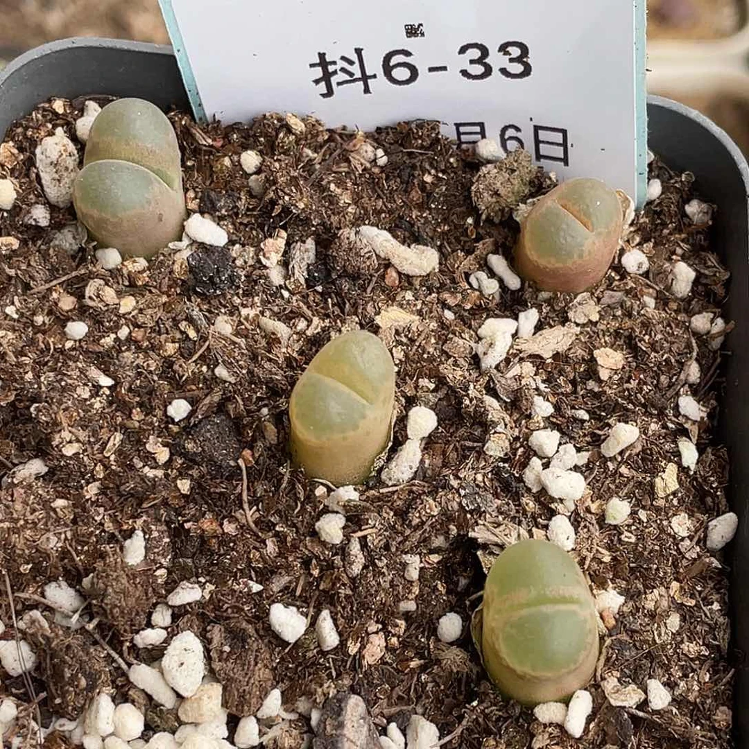 6-33风铃多肉植物