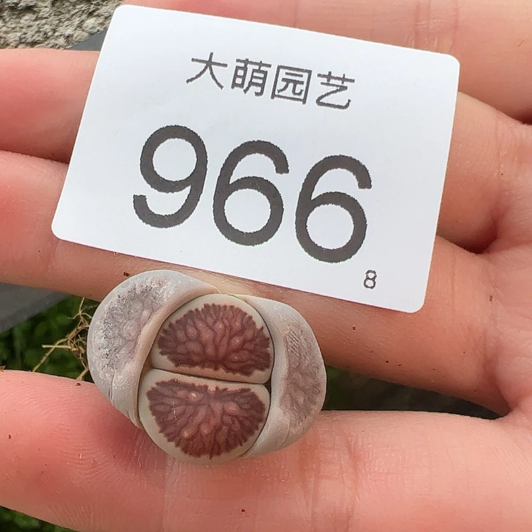 0000966 一物一拍……