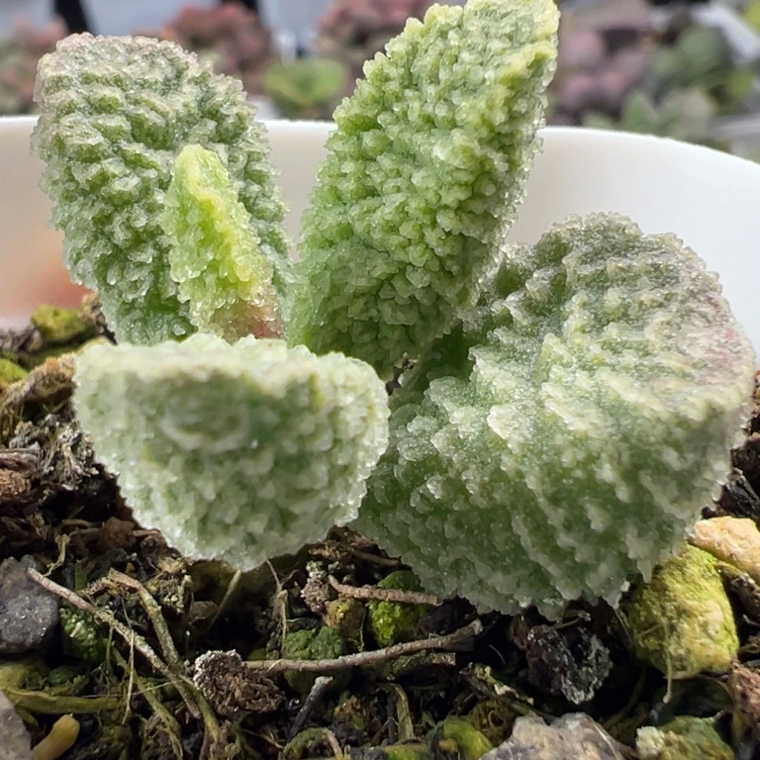 实生新品多肉植物水泡