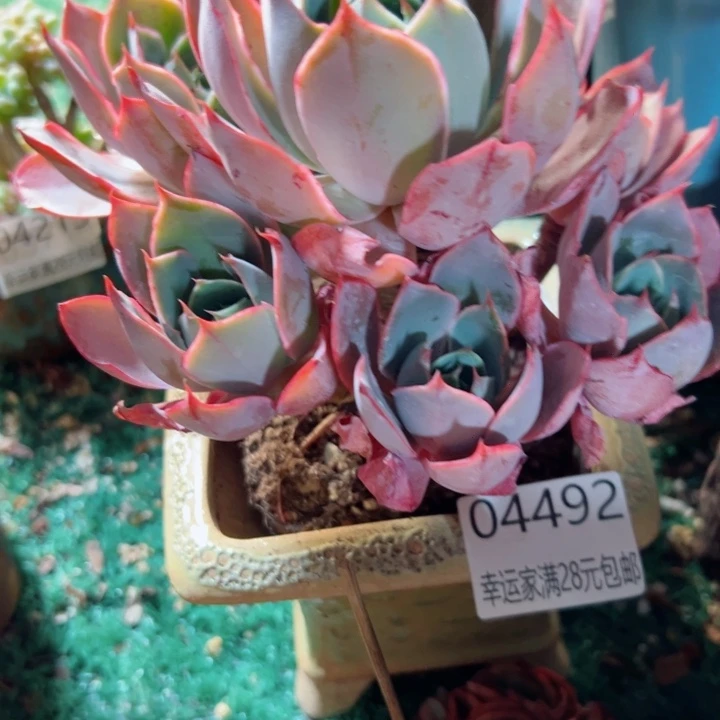 幸运的是我还没遇到你