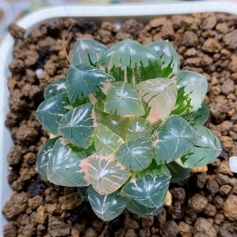 【闪购商品】38绯桃玉露锦