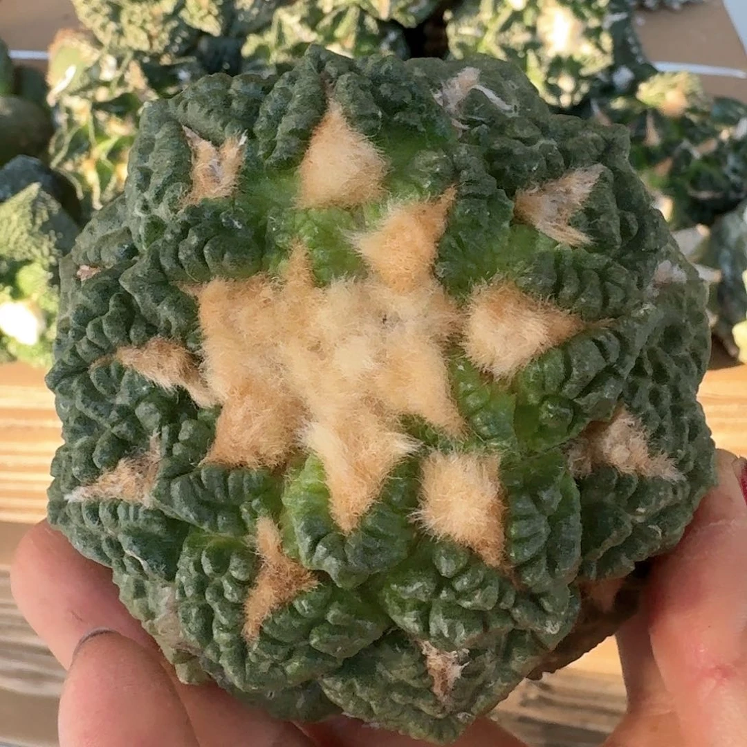 【闪购商品】无花朵随**学龟甲怒860