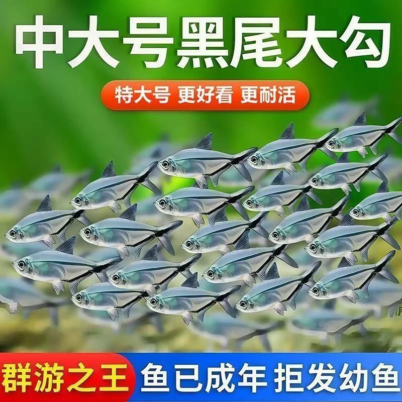 群游鱼黑尾大勾鱼草缸小型鱼淡水热带鱼观赏小鱼灯科鱼新手好养鱼
