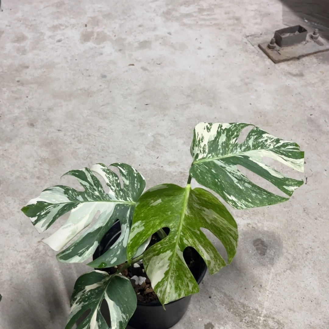 无花朵白龟顶芽！！