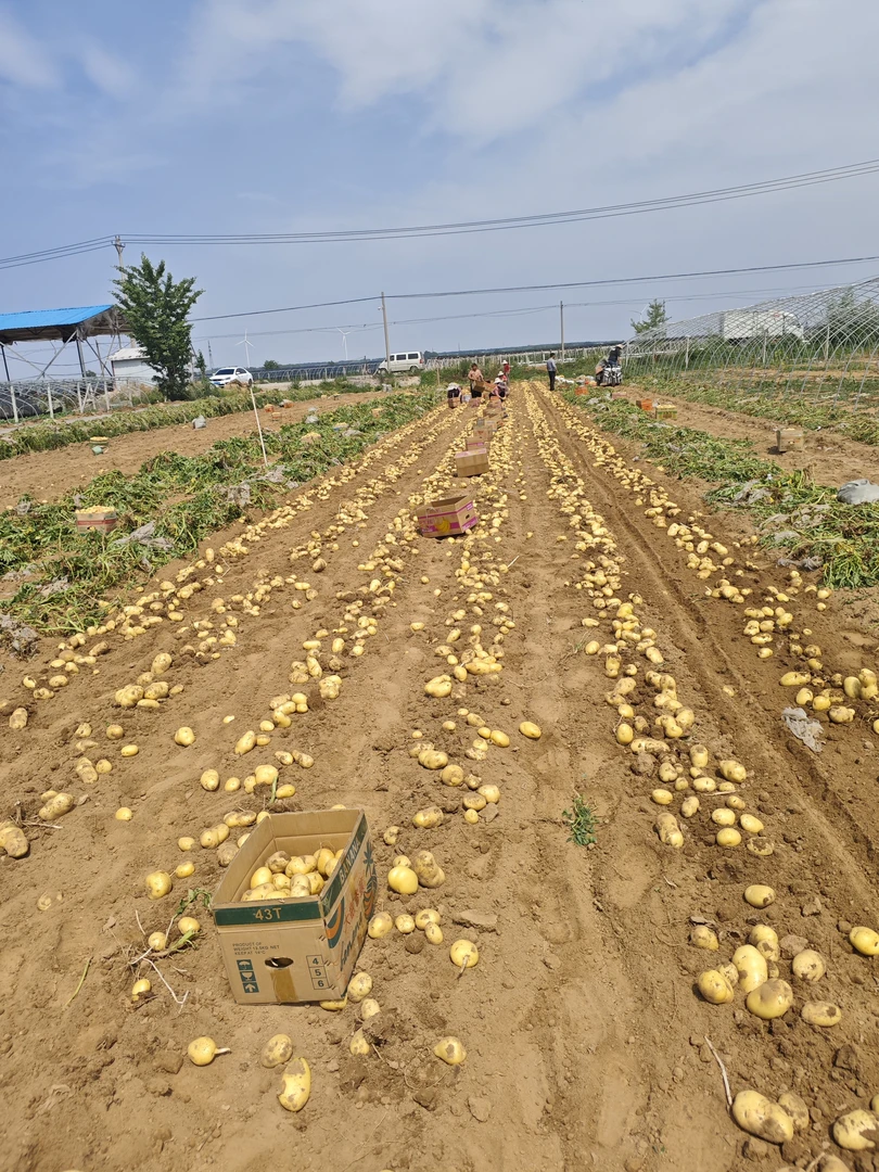 山东富硒黄心小土豆新鲜现挖当季蔬菜高山土豆