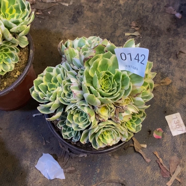 幸***康迈巴赫多肉断头不包0142