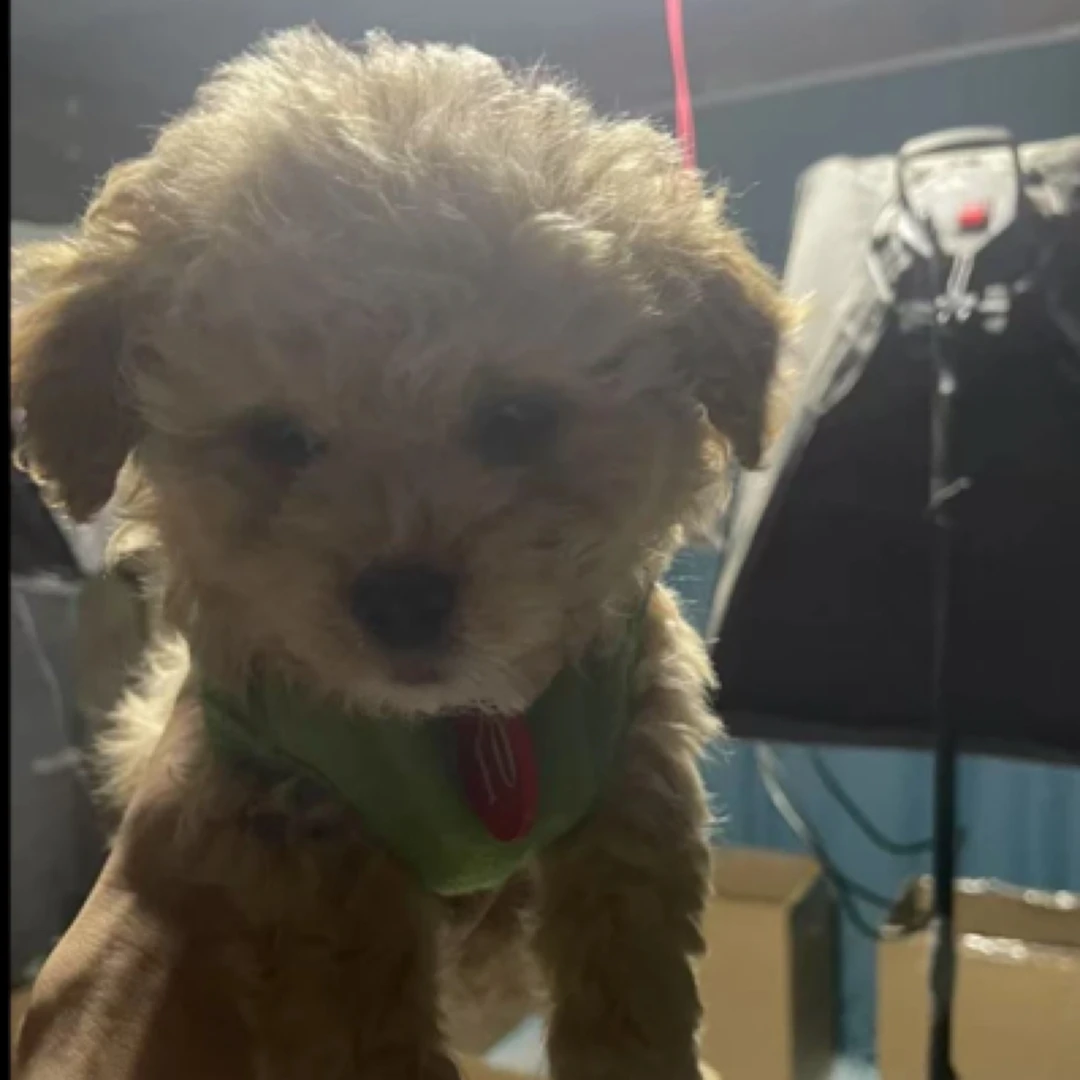 狗狗吊牌亚克力材质