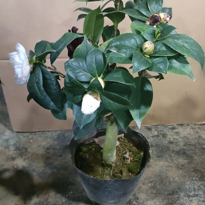 693墨川，白虎，原盆原土发货