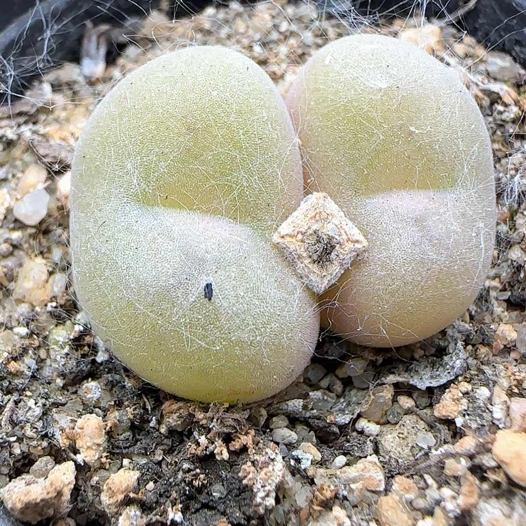 空卡。      37739