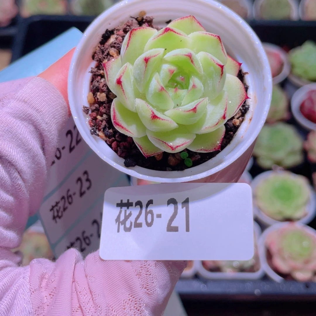 花利美26-21女王玫瑰