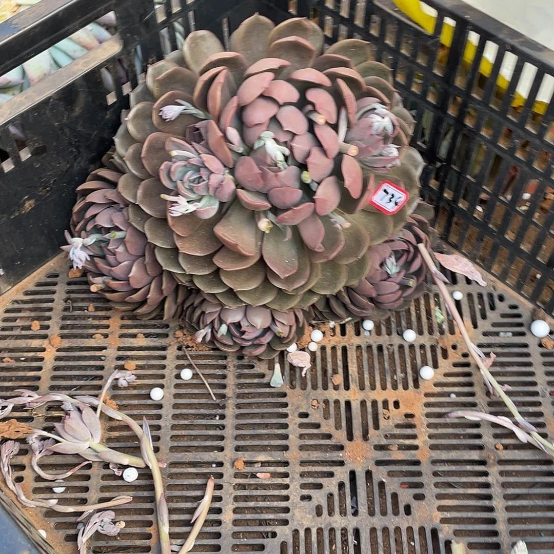 734红玫瑰 一物一拍多肉