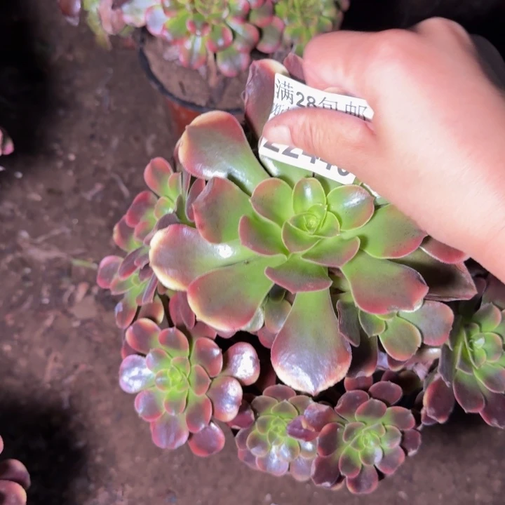22446欧嘉莉多肉植物