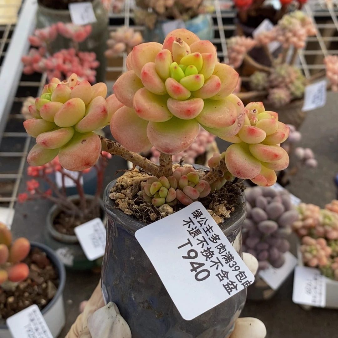 香格里拉840/9c m