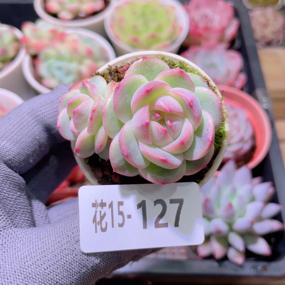 花利美15-127新品珍妮