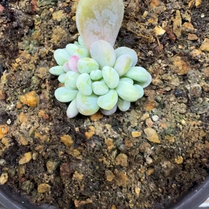 海妮亚 叶插 一物一拍