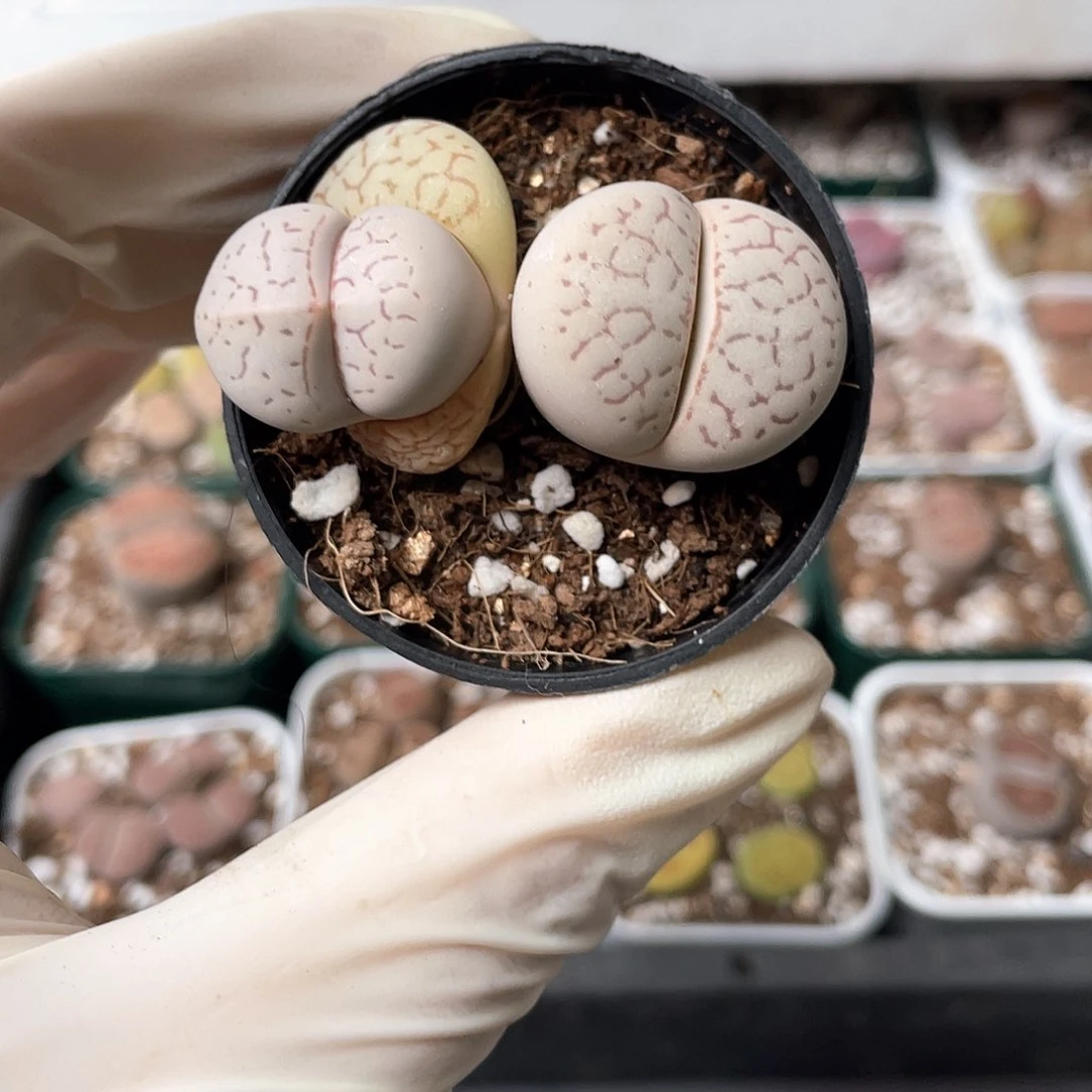 6066大棚清仓甩卖了