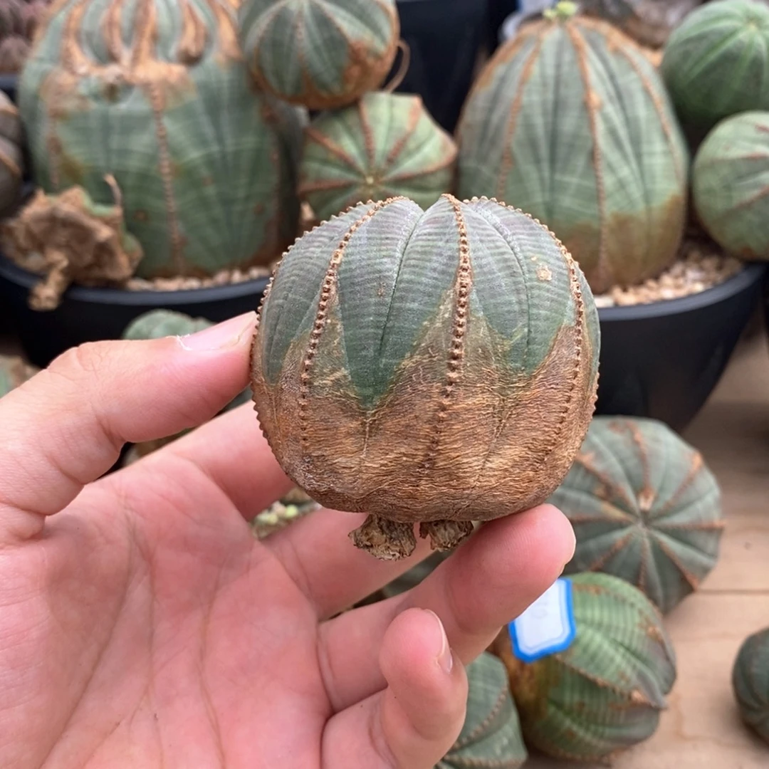 25原产地布纹球多肉植物