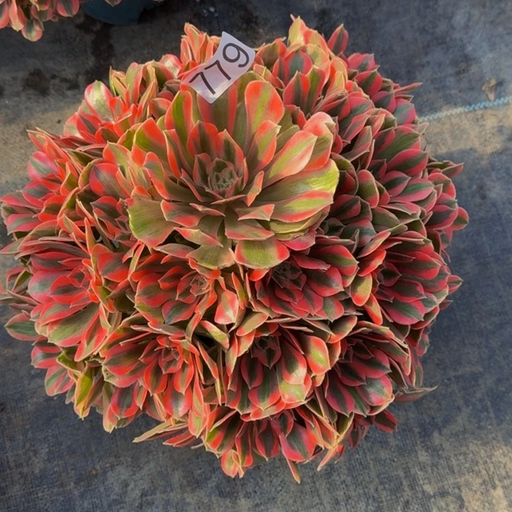 无花朵0000000779女妖