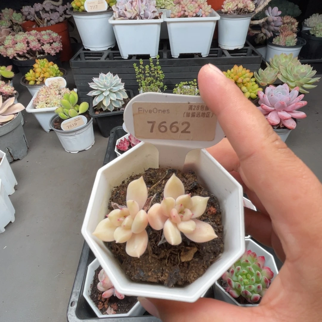 7662璀璨 4.0厘米