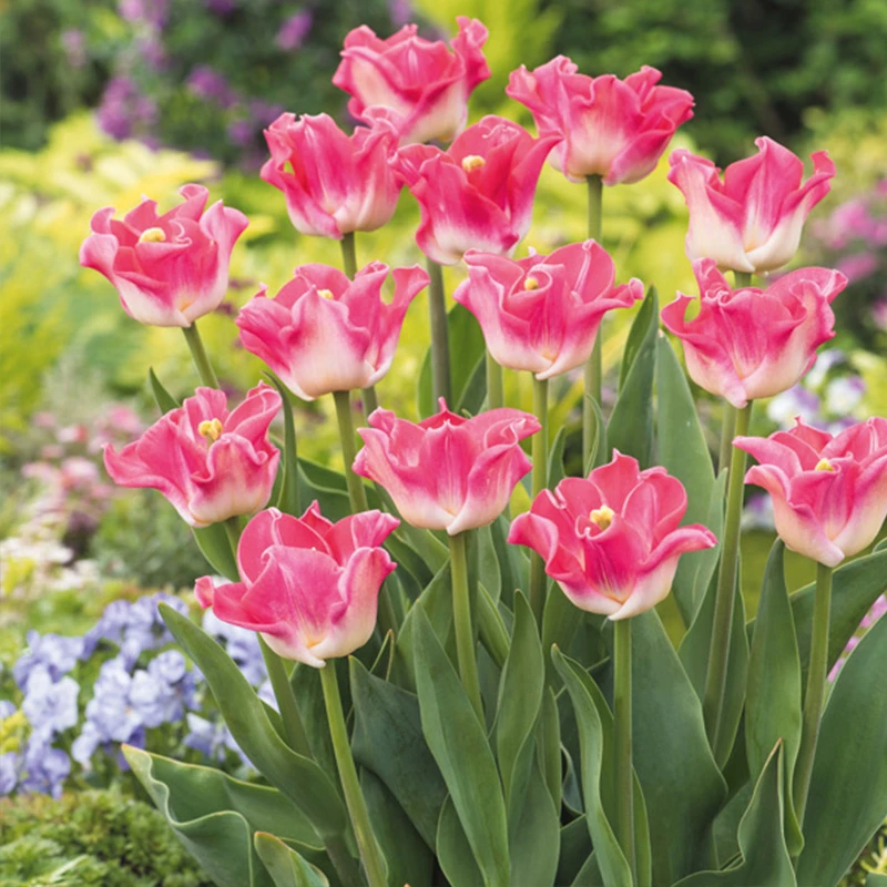 天狼 进口郁金香种球易养耐寒球根花卉阳台盆栽地栽