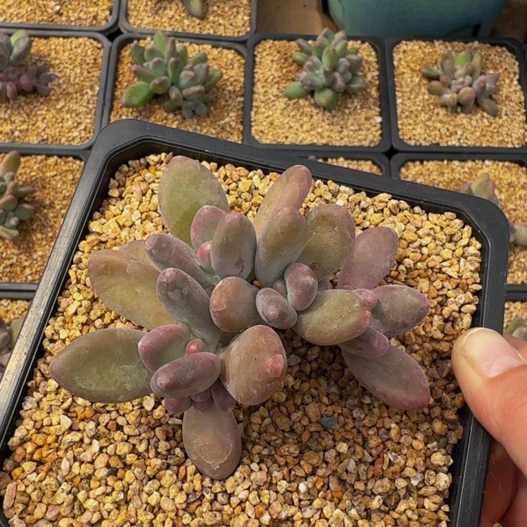 无**猫哈哈哈哈哈哈哈哈哈哈